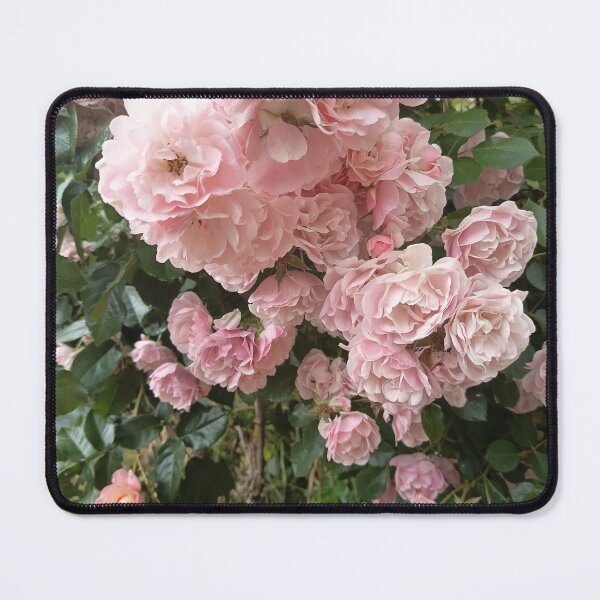 Item preview, Soft pink roses blooming in a garden designed and sold by PhuongVoArt.
