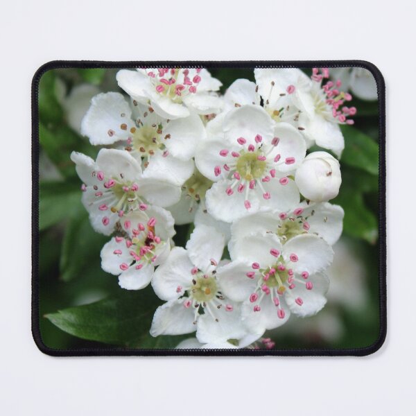 Item preview, blossom designed and sold by KathleenDawson.