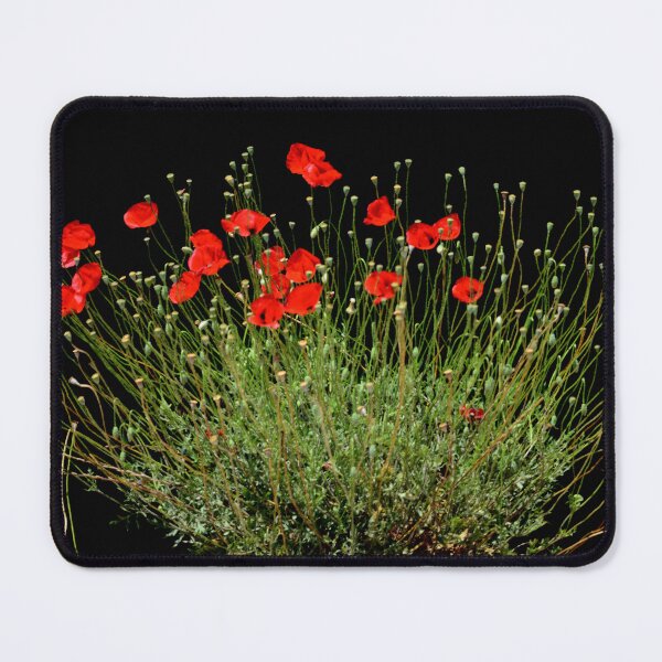 Item preview, Scarlet Poppies Blooming Against a Dark Background designed and sold by onubi.