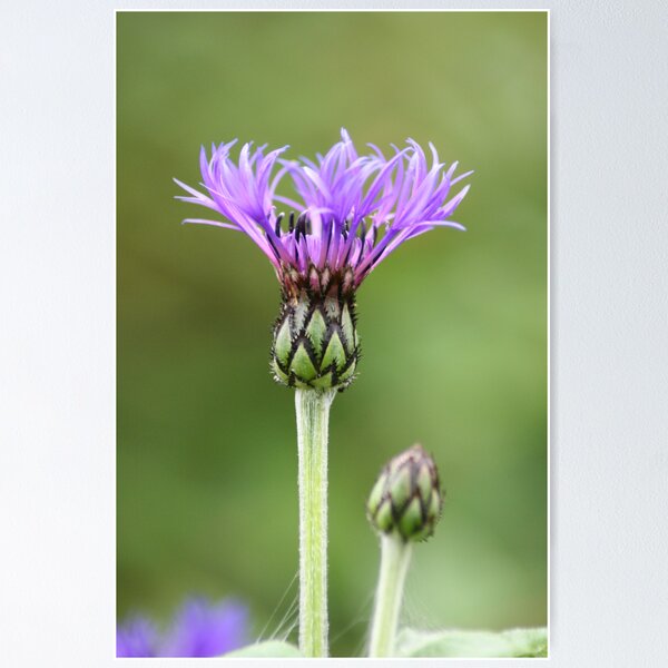 Item preview, Crowning Glory designed and sold by Edward Gunn.