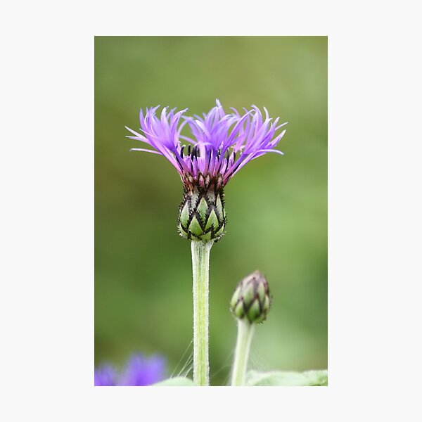 Item preview, Crowning Glory designed and sold by Edward Gunn.