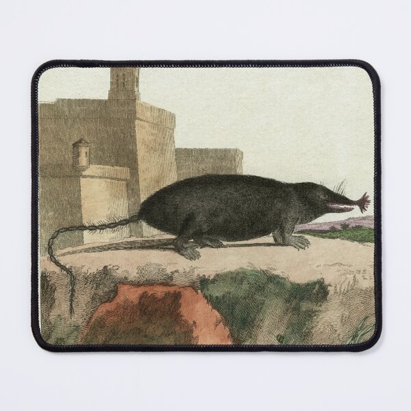 Item preview, Canadian mole, drawn 1780 for Comte de Buffon designed and sold by TerryKerrImages.