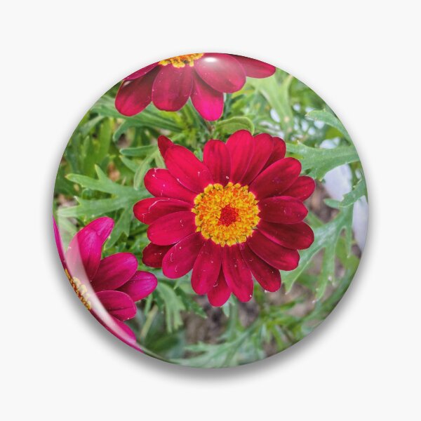 Item preview, Vibrant Magenta Red Marguerite Daisy Garden Bloom designed and sold by BalkanBloom.