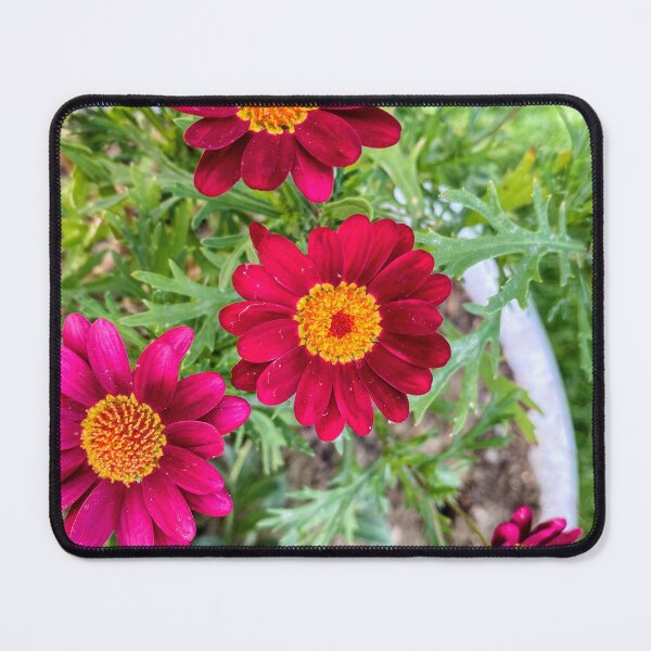 Item preview, Vibrant Magenta Red Marguerite Daisy Garden Bloom designed and sold by BalkanBloom.