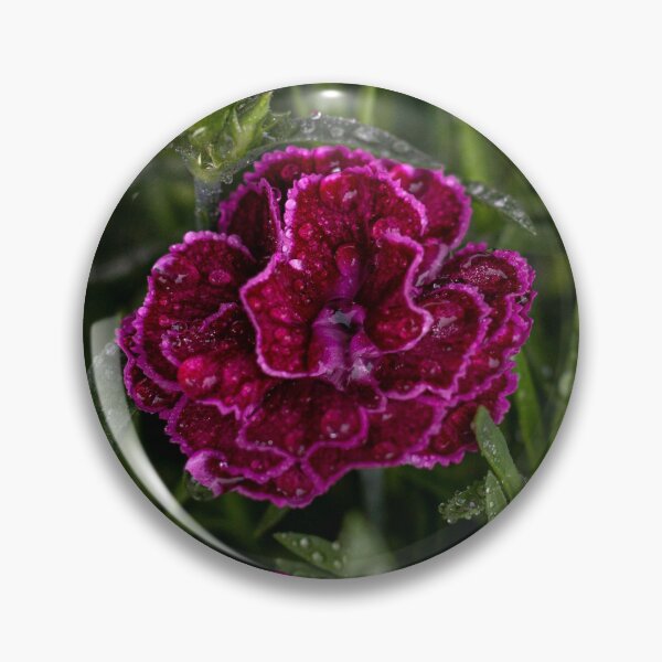Item preview, Dewy Magenta Carnations Macro Photography designed and sold by BlueMandarin.