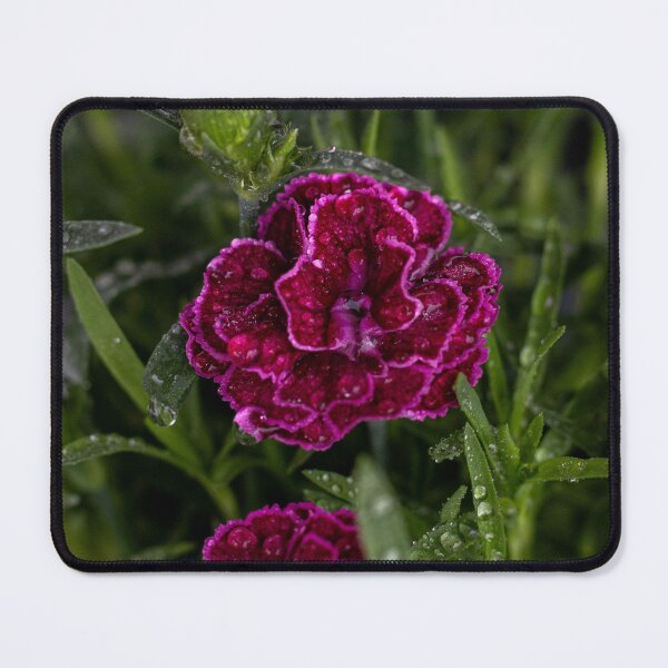 Item preview, Dewy Magenta Carnations Macro Photography designed and sold by BlueMandarin.