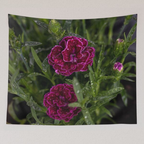 Item preview, Dewy Magenta Carnations Macro Photography designed and sold by BlueMandarin.