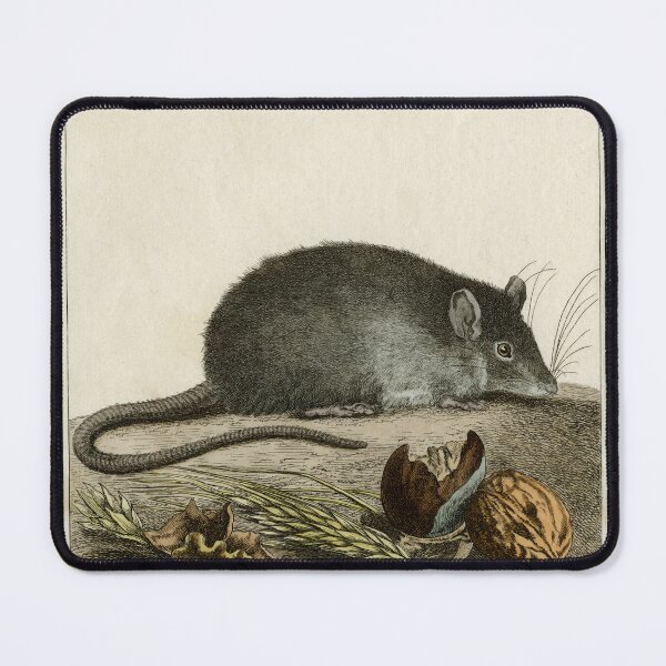 Item preview, Rat drawn in 1780 for Comte de Buffon designed and sold by TerryKerrImages.