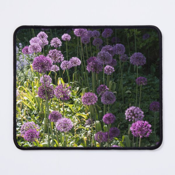Item preview, Purple Alliums in Bloom designed and sold by Georgia Mizuleva.