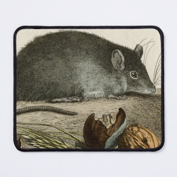 Item preview, Rat drawn for seminal work on natural history designed and sold by TerryKerrImages.