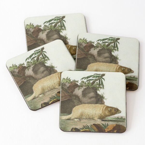 Item preview, Bobak marmot, drawn 1780 for Comte de Buffon designed and sold by TerryKerrImages.