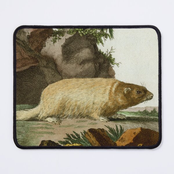 Item preview, Bobak marmot, drawn 1780 for Comte de Buffon designed and sold by TerryKerrImages.