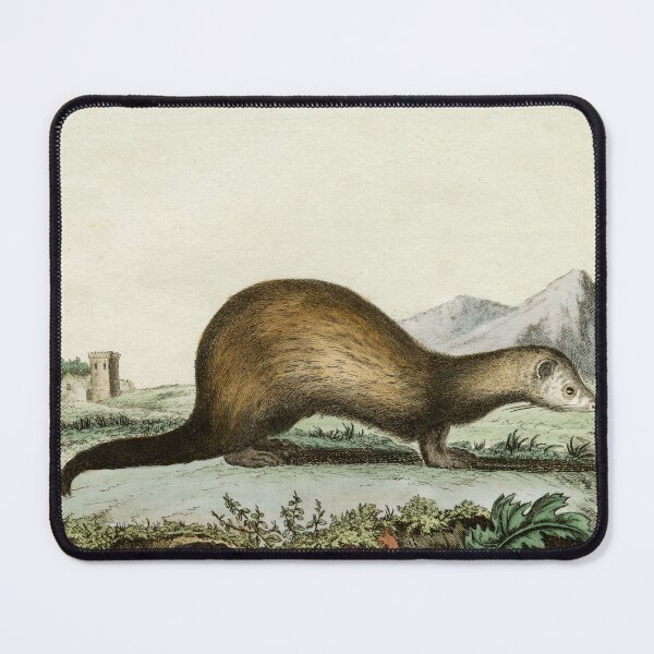 Item preview, Polecat ferret, drawn 1780 for Comte de Buffon designed and sold by TerryKerrImages.