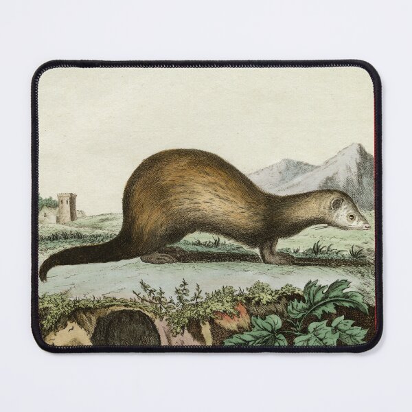 Item preview, Polecat ferret, drawn 18th century for French naturalist designed and sold by TerryKerrImages.