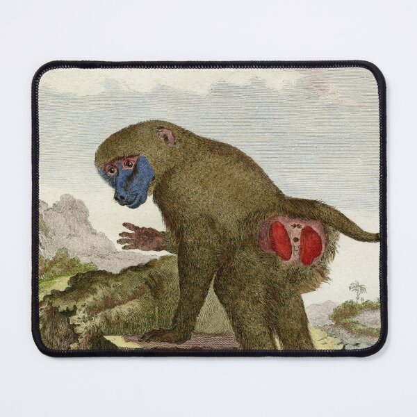 Item preview, Baboon drawn in 1780 for Comte de Buffon designed and sold by TerryKerrImages.