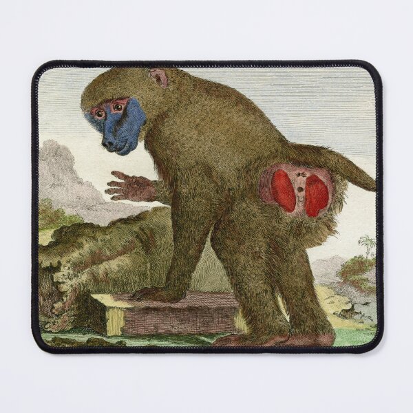 Item preview, Cheeky baboon drawn in 1780 designed and sold by TerryKerrImages.