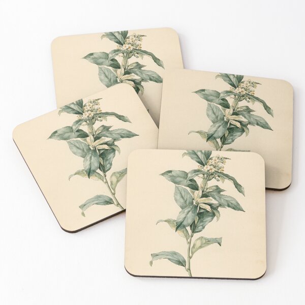 Item preview, Antique Laurel Nature Study designed and sold by HortusPress.