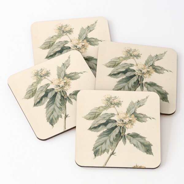Item preview, Sweet Chestnut Herbarium Illustration designed and sold by HortusPress.
