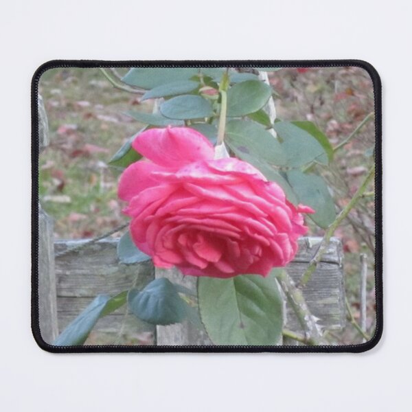 Item preview, Pink Rose designed and sold by Alexander Krishchyunas.
