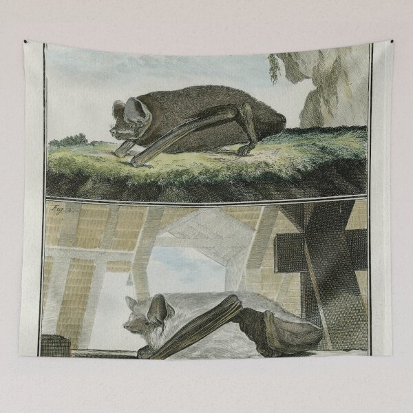 Item preview, Evening or vesper bats drawn in 1780 designed and sold by TerryKerrImages.
