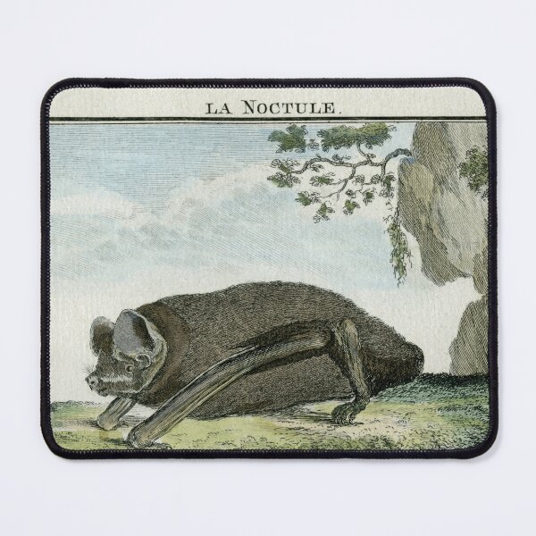 Item preview, Noctule bat drawn in 1780 designed and sold by TerryKerrImages.