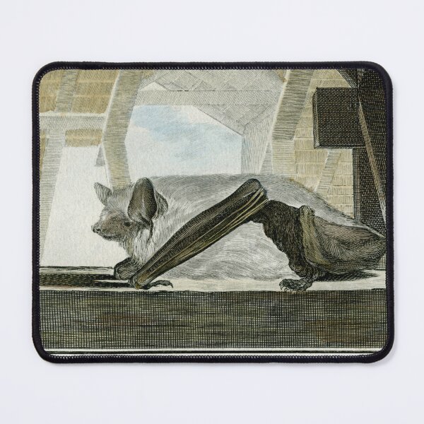 Item preview, Serotine bat drawn in 1780 designed and sold by TerryKerrImages.