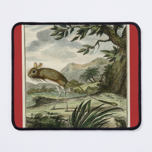 Item preview, Jerboa drawn in 1780 for Comte de Buffon designed and sold by TerryKerrImages.