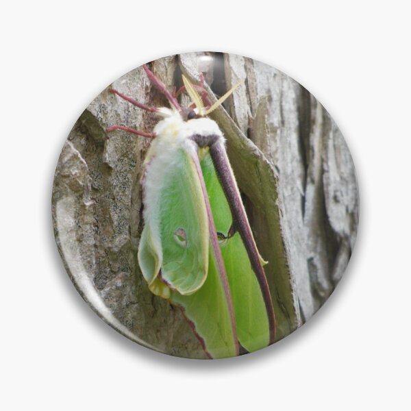 Item preview, look at this moth! designed and sold by AlmostReady.