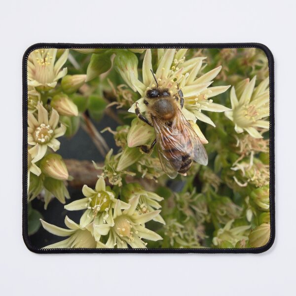Item preview, Honeybee Collecting Pollen designed and sold by Betsy Phillips.