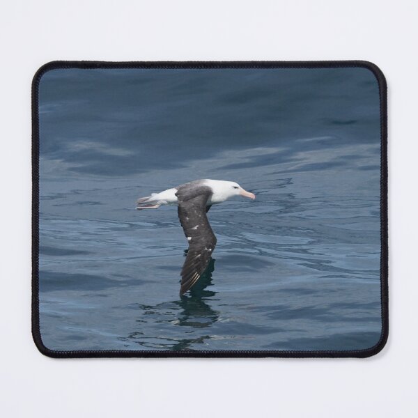 Item preview, Black Browed Albatross designed and sold by Malcolm Snook.
