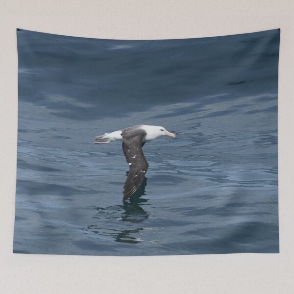 Item preview, Black Browed Albatross designed and sold by Malcolm Snook.