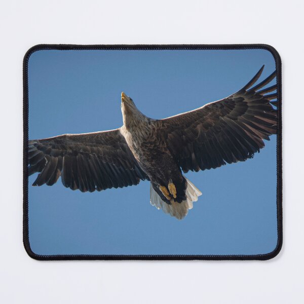 Item preview, White Tailed Eagle Loch Torridon designed and sold by CEastwoodPhotos.