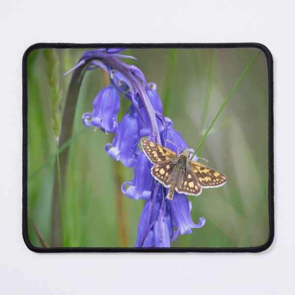 Item preview, Chequered Skipper Butterfly on Bluebell designed and sold by CEastwoodPhotos.