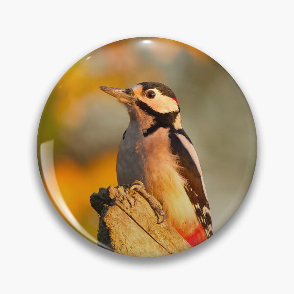Item preview, Great Spotted Woodpecker in Morning Light designed and sold by Scott-Tilley Photography.