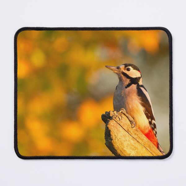 Item preview, Great Spotted Woodpecker in Morning Light designed and sold by Scott-Tilley Photography.