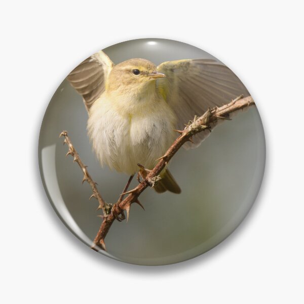 Item preview, Chiffchaff Displaying designed and sold by Scott-Tilley Photography.
