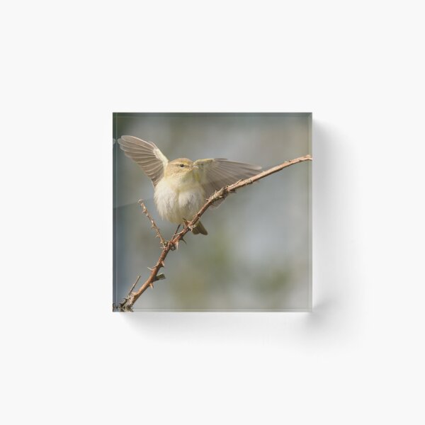 Item preview, Chiffchaff Displaying designed and sold by Scott-Tilley Photography.