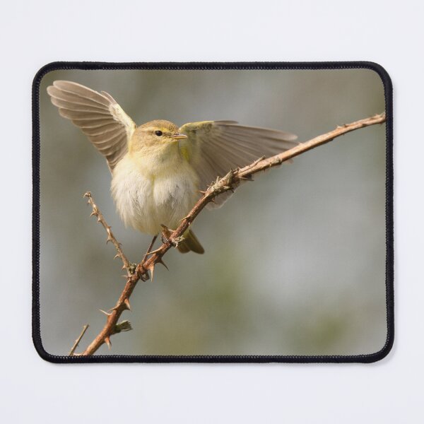Item preview, Chiffchaff Displaying designed and sold by Scott-Tilley Photography.