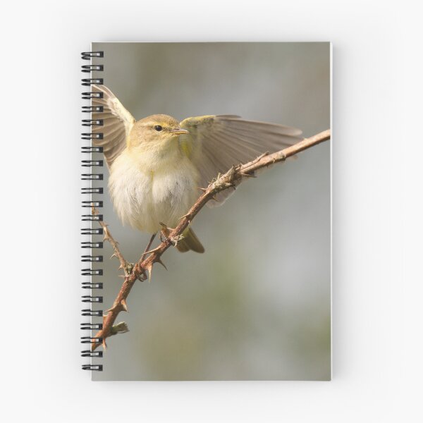Item preview, Chiffchaff Displaying designed and sold by Scott-Tilley Photography.