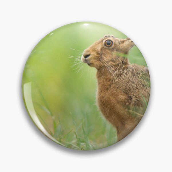 Item preview, Brown Hare in a field of crops designed and sold by Scott-Tilley Photography.