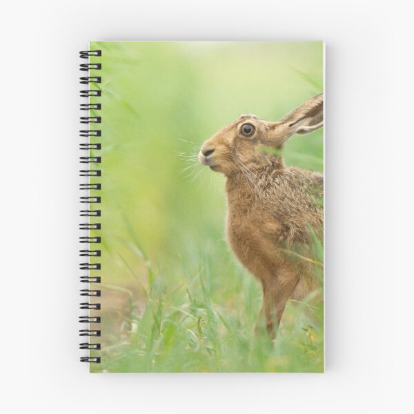 Item preview, Brown Hare in a field of crops designed and sold by Scott-Tilley Photography.