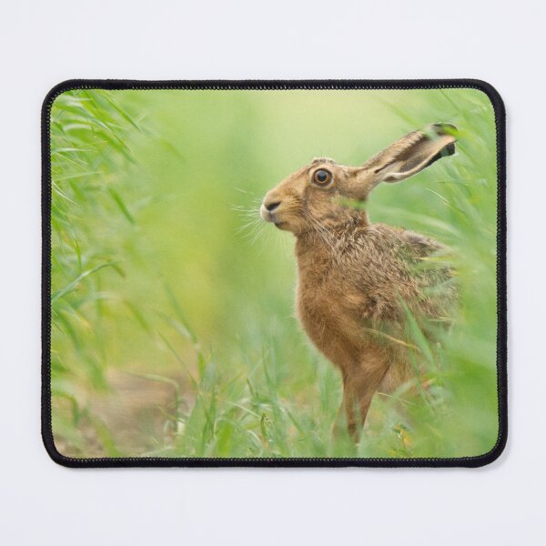 Item preview, Brown Hare in a field of crops designed and sold by Scott-Tilley Photography.