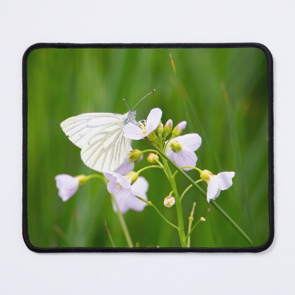 Item preview, Green-veined White Butterfly on Cuckooflower designed and sold by CEastwoodPhotos.