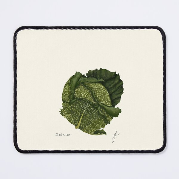 Item preview, Savoy Cabbage Botanical Print - Brassica Kitchen Vegetable Art designed and sold by Fiurdelin.