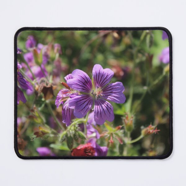 Item preview, Vibrant Purple Cranesbill Geranium - Soft nature photography designed and sold by Cha-s-lens.