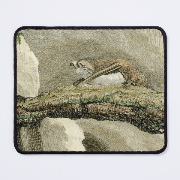 Item preview, Bat drawn in 18th century for French naturalist designed and sold by TerryKerrImages.