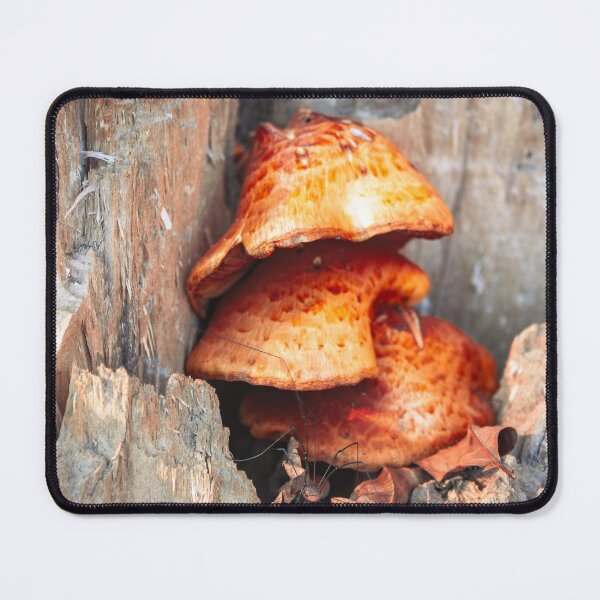 Item preview, Harvestman - Nature Photo designed and sold by Melluna Studio.