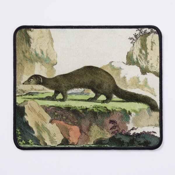 Item preview, Vansire drawn in 1780 for Comte de Buffon designed and sold by TerryKerrImages.