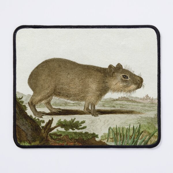 Item preview, Capybara, drawn in 1780 for Comte de Buffon designed and sold by TerryKerrImages.
