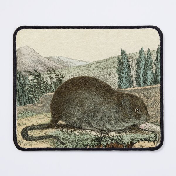 Item preview, Water Vole, drawn 1780 for Comte de Buffon designed and sold by TerryKerrImages.